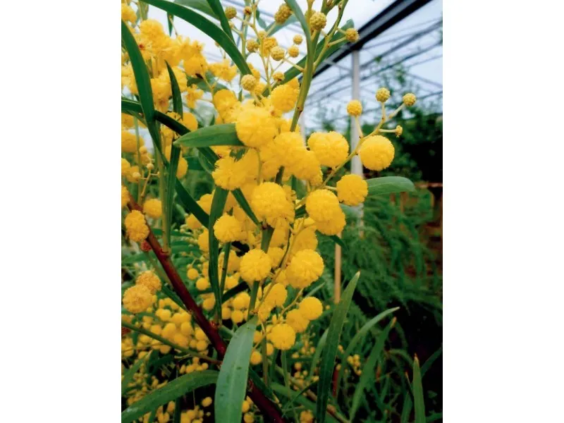 Acacia saligna vaso 20 cm