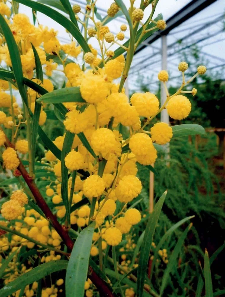 Acacia saligna vaso 20 cm