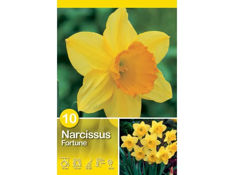 Narciso Fortune 7 pz