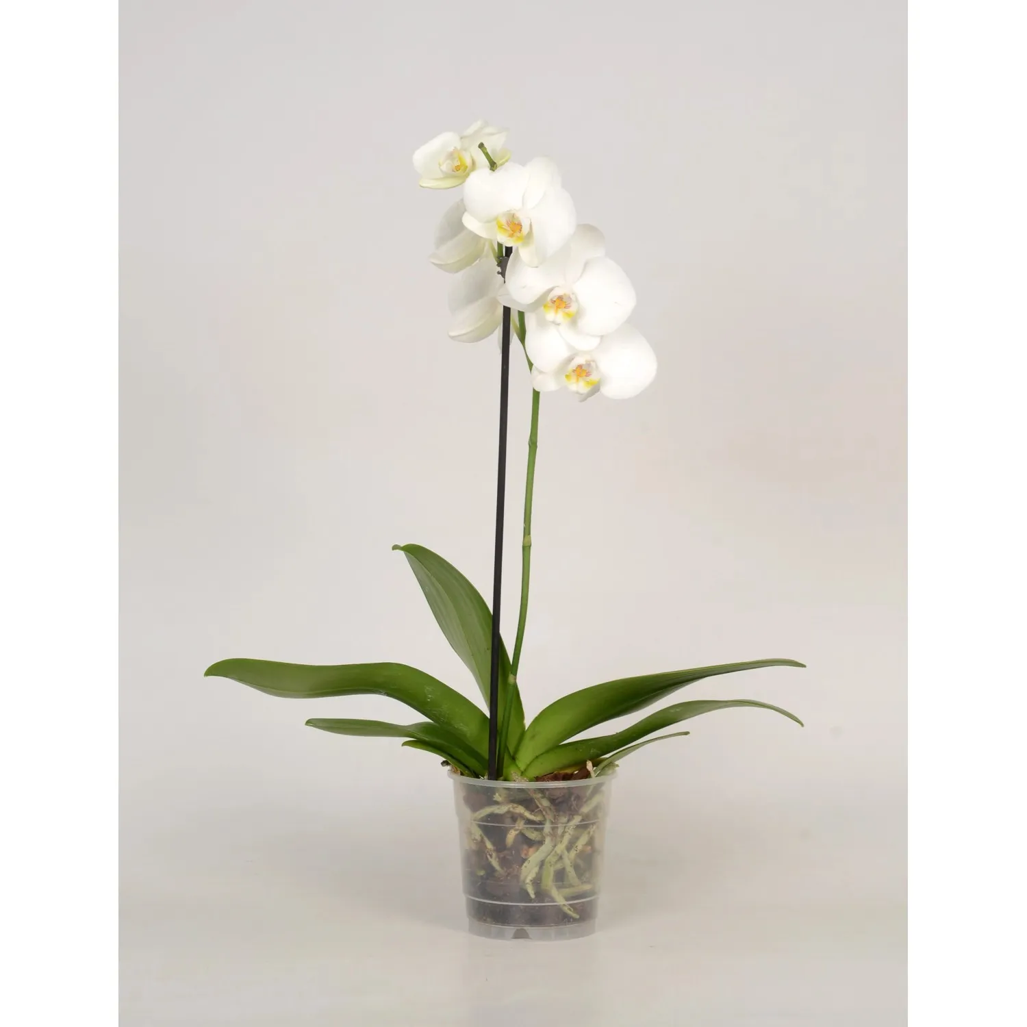Orchidea Phalaenopsis 1 ramo Ø 12 cm