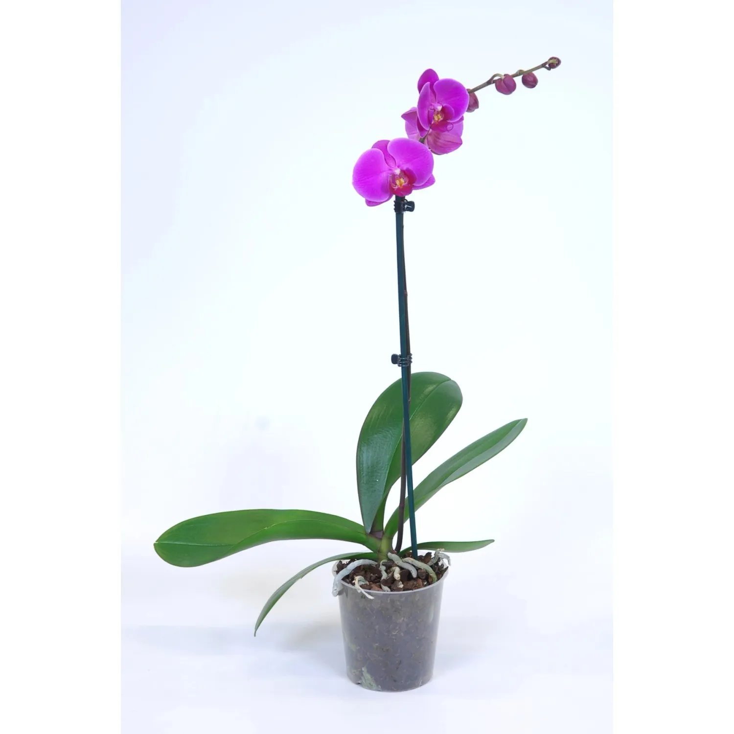 Orchidea Phalaenopsis 1 ramo Ø 12 cm