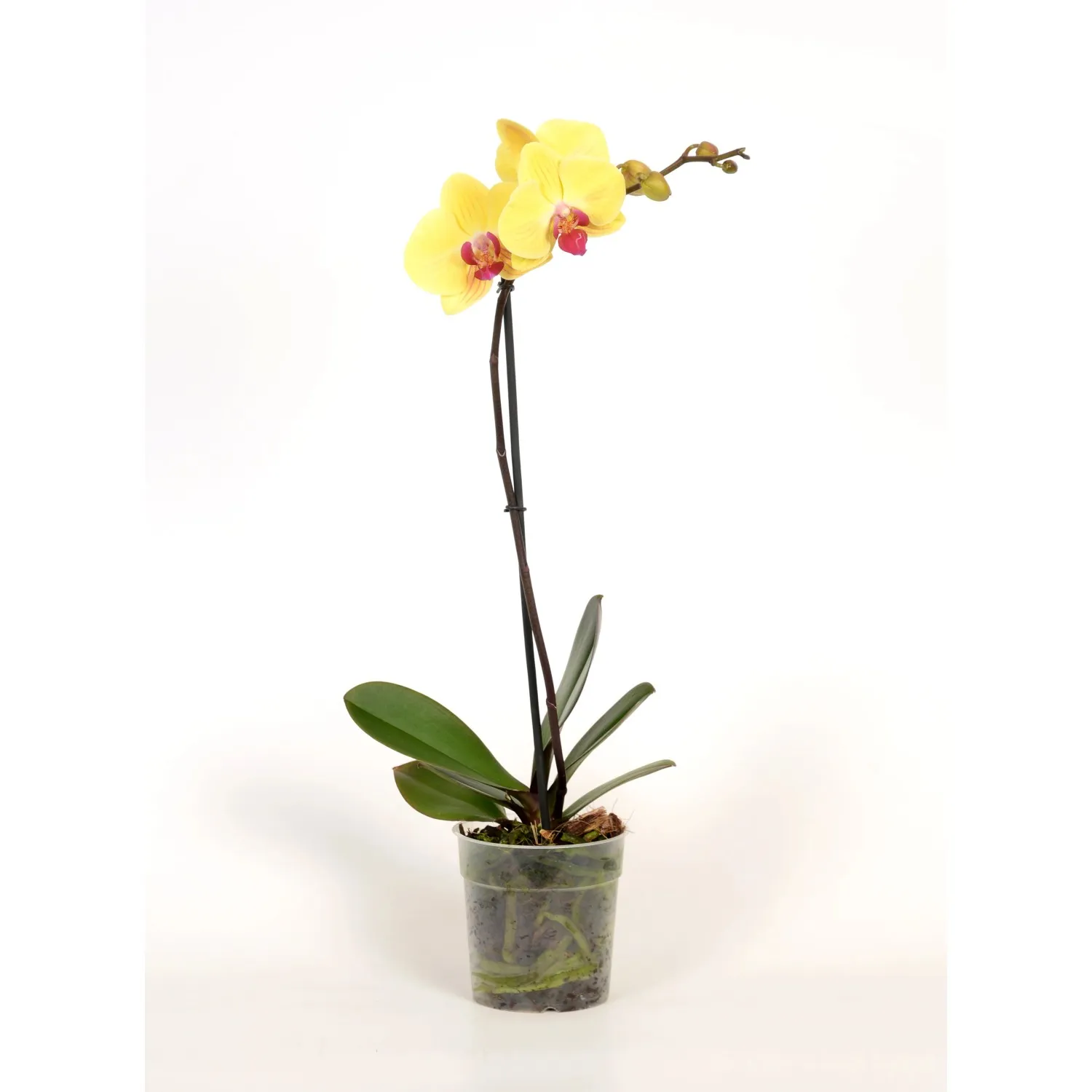 Orchidea Phalaenopsis 1 ramo Ø 12 cm