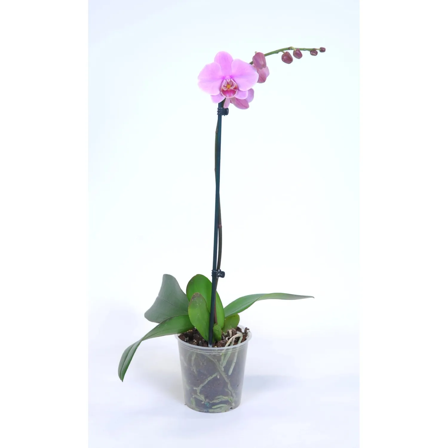Orchidea Phalaenopsis 1 ramo Ø 12 cm
